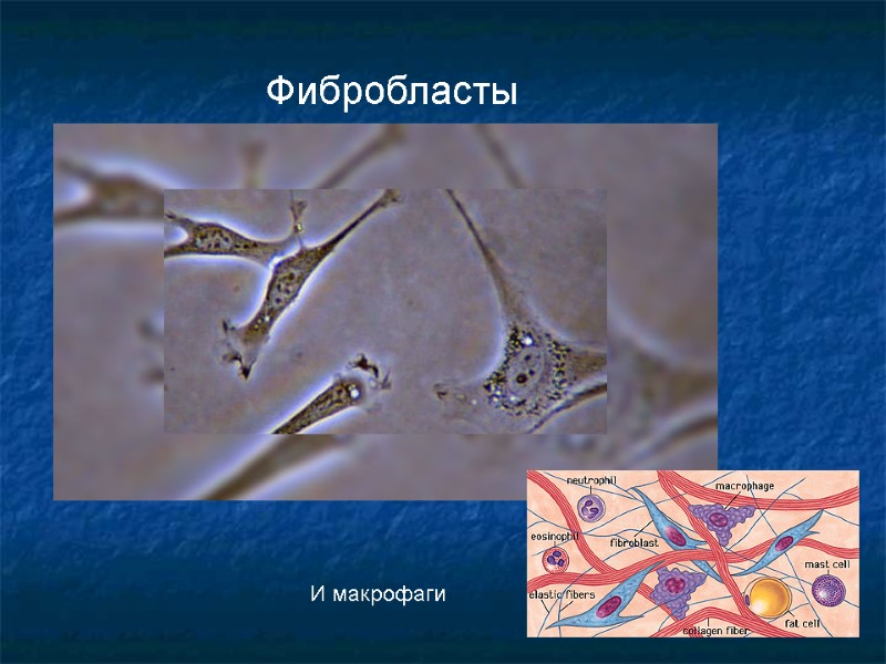 Фибробласты И макрофаги